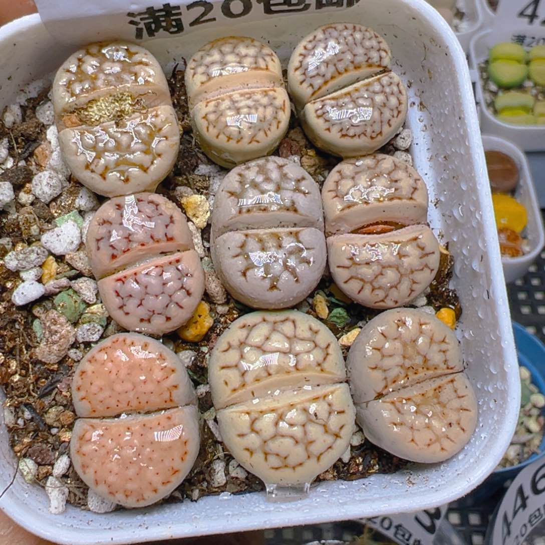 【闪购商品】 435。