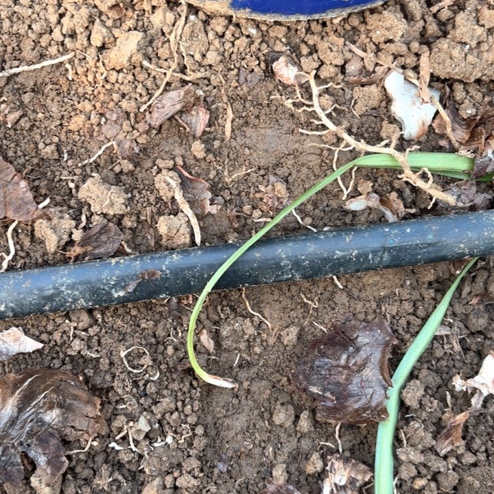 无花朵明***好糖果戴斯包对版9006