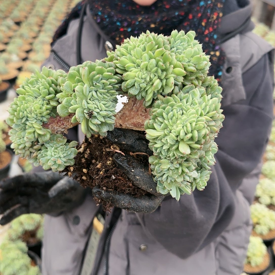 2724号39.9            肉