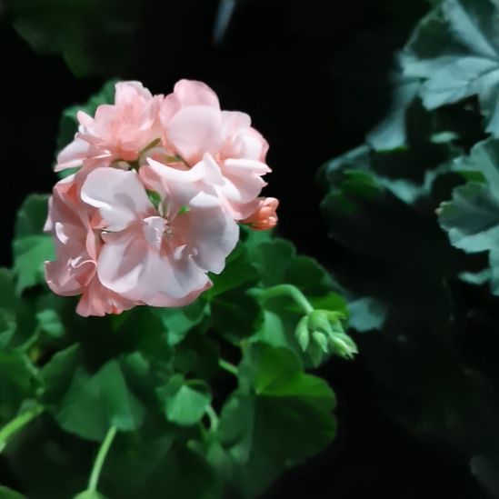 当前无花栽培后可以开花再见梦想