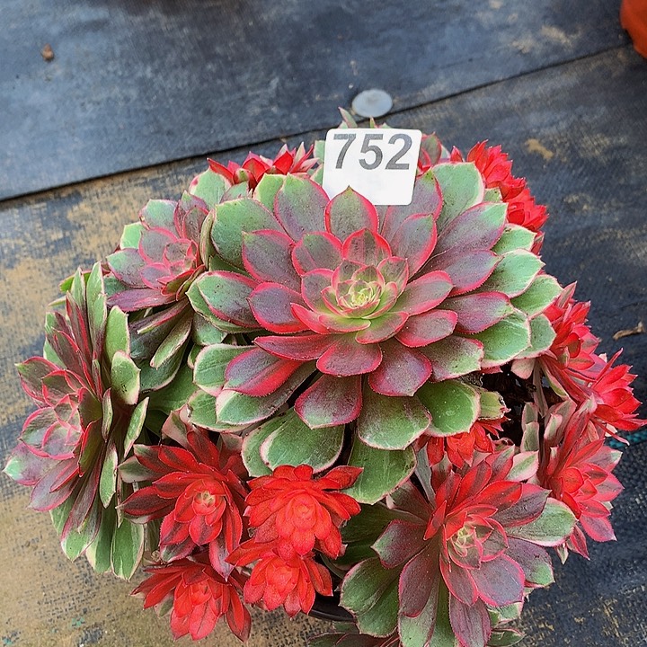 法师黑魔锦75200000