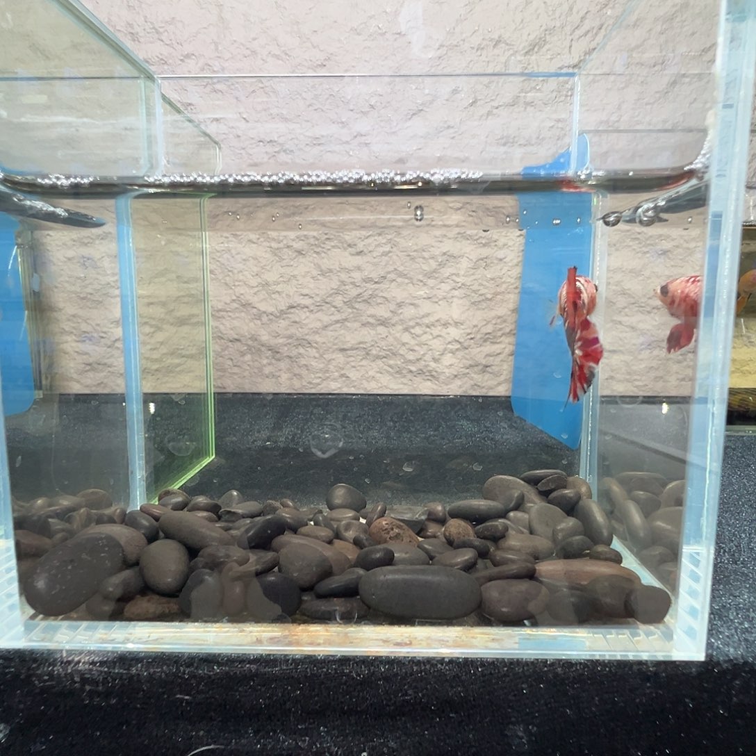 斗鱼阿浩泰斗10日83