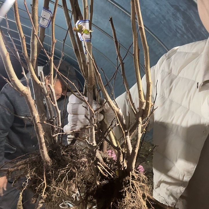 全部花苞原生初心海棠