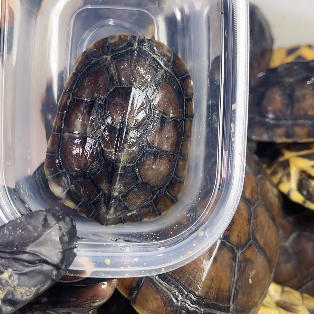 *****绿毛龟公小青一个福利