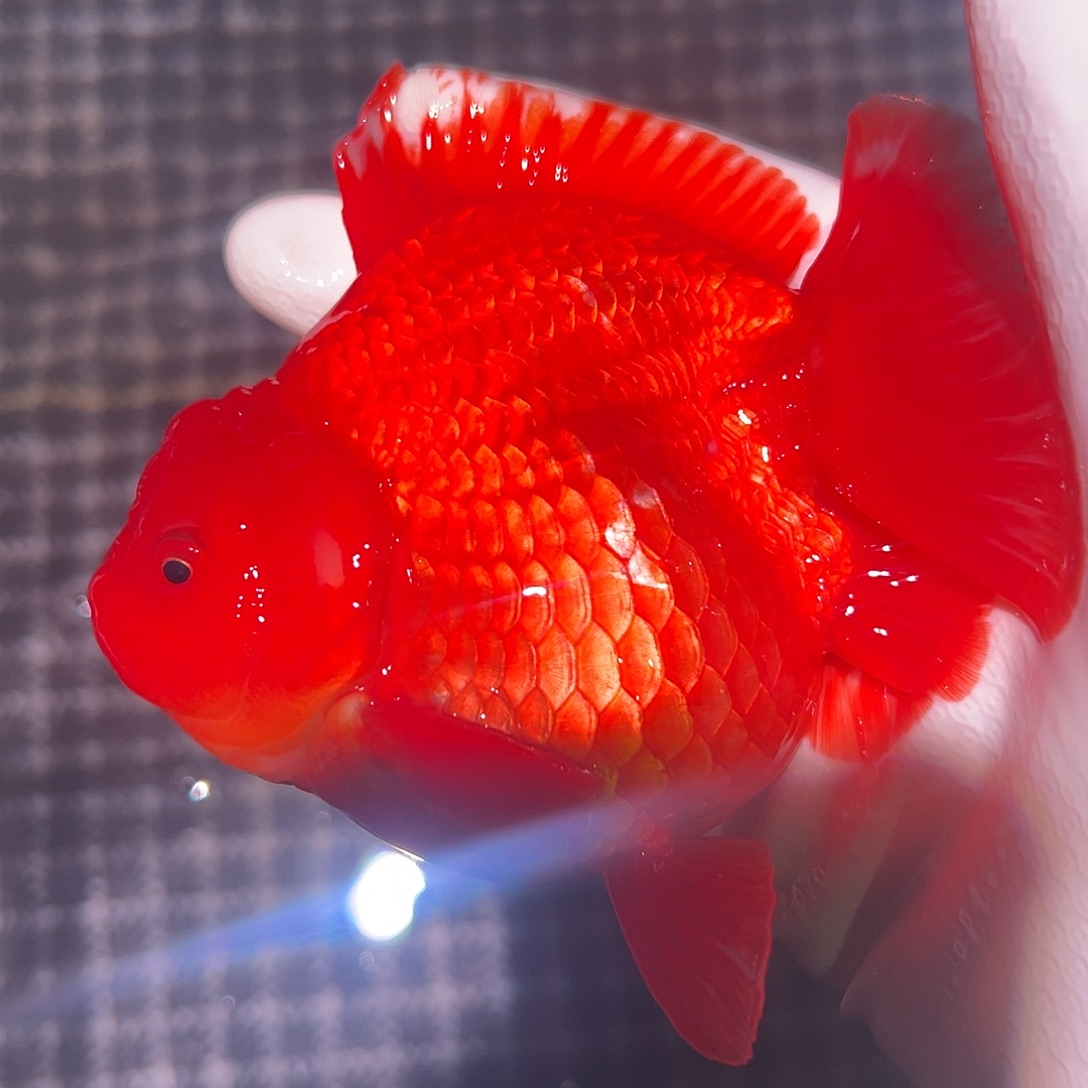 金鱼短尾将军泰狮