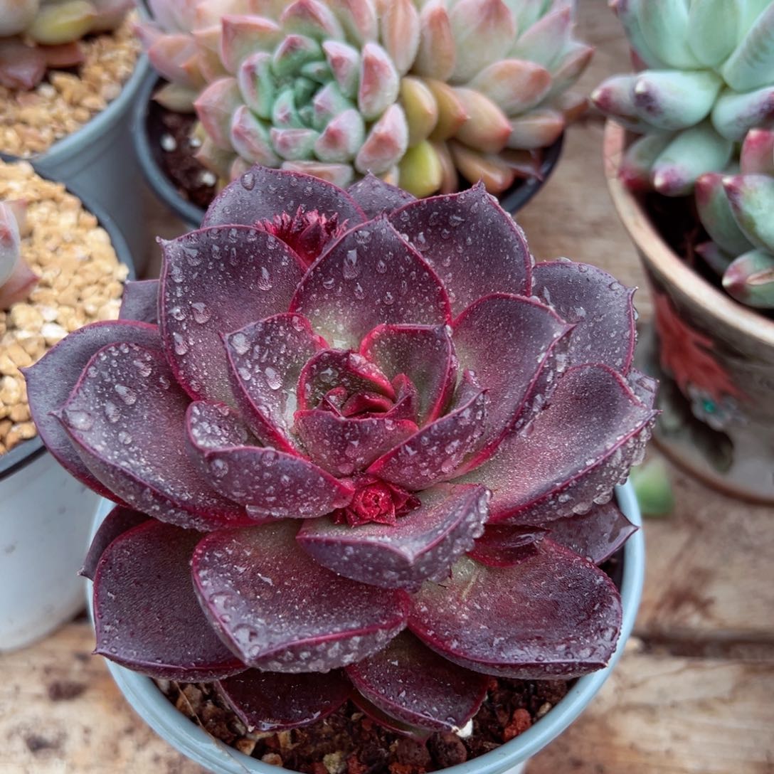 巧克力玫瑰多肉植物