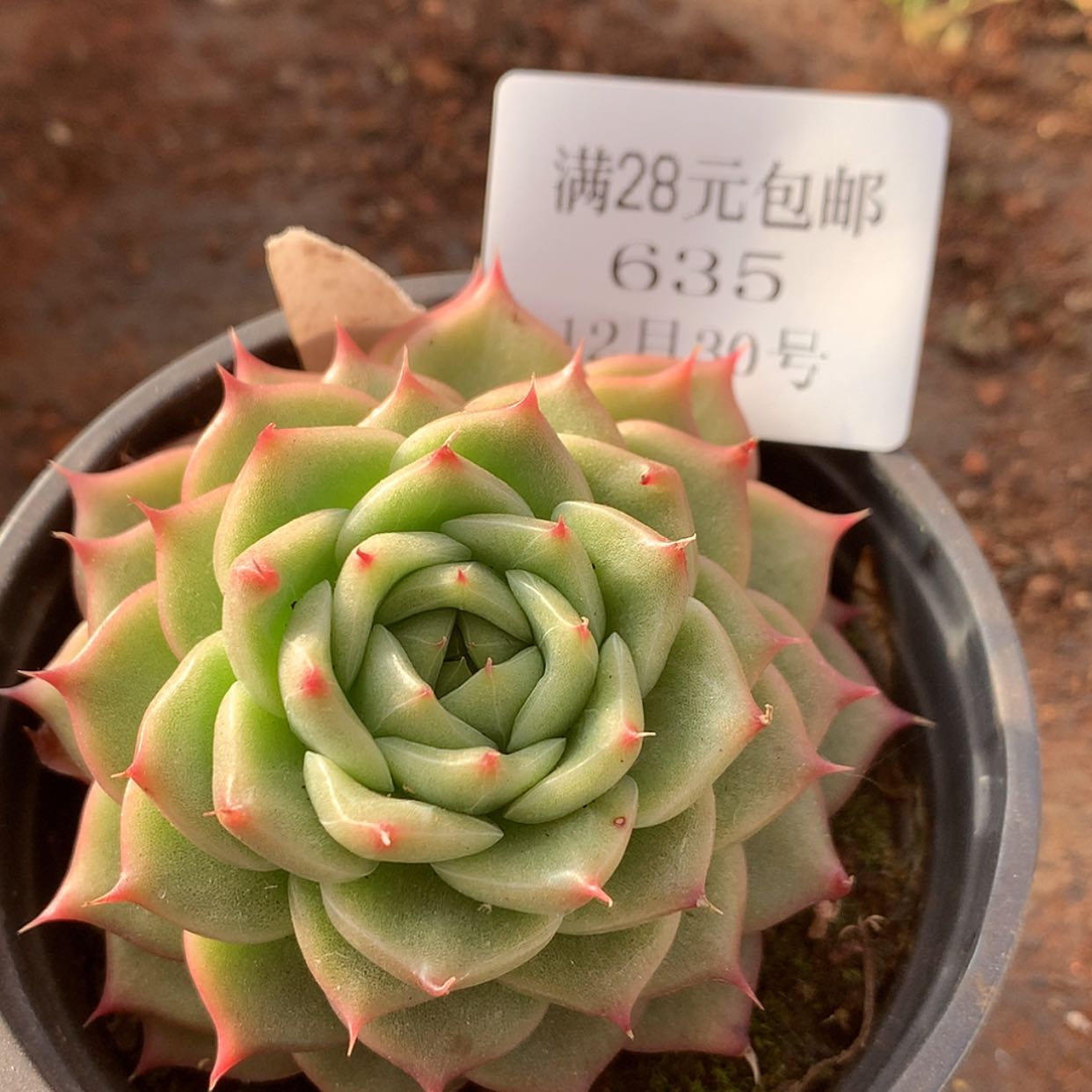 【闪购商品】云635号