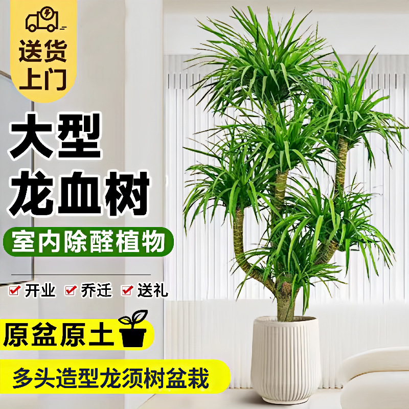 客厅绿植龙血树盆栽办公室内外双层多头龙须树乔迁盆景旺宅吸甲醛
