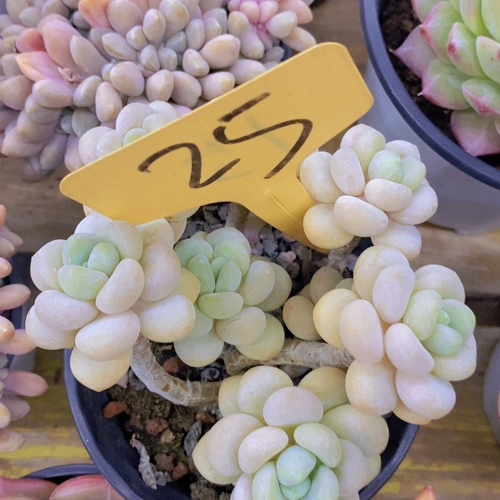 多肉植物，开心多肉