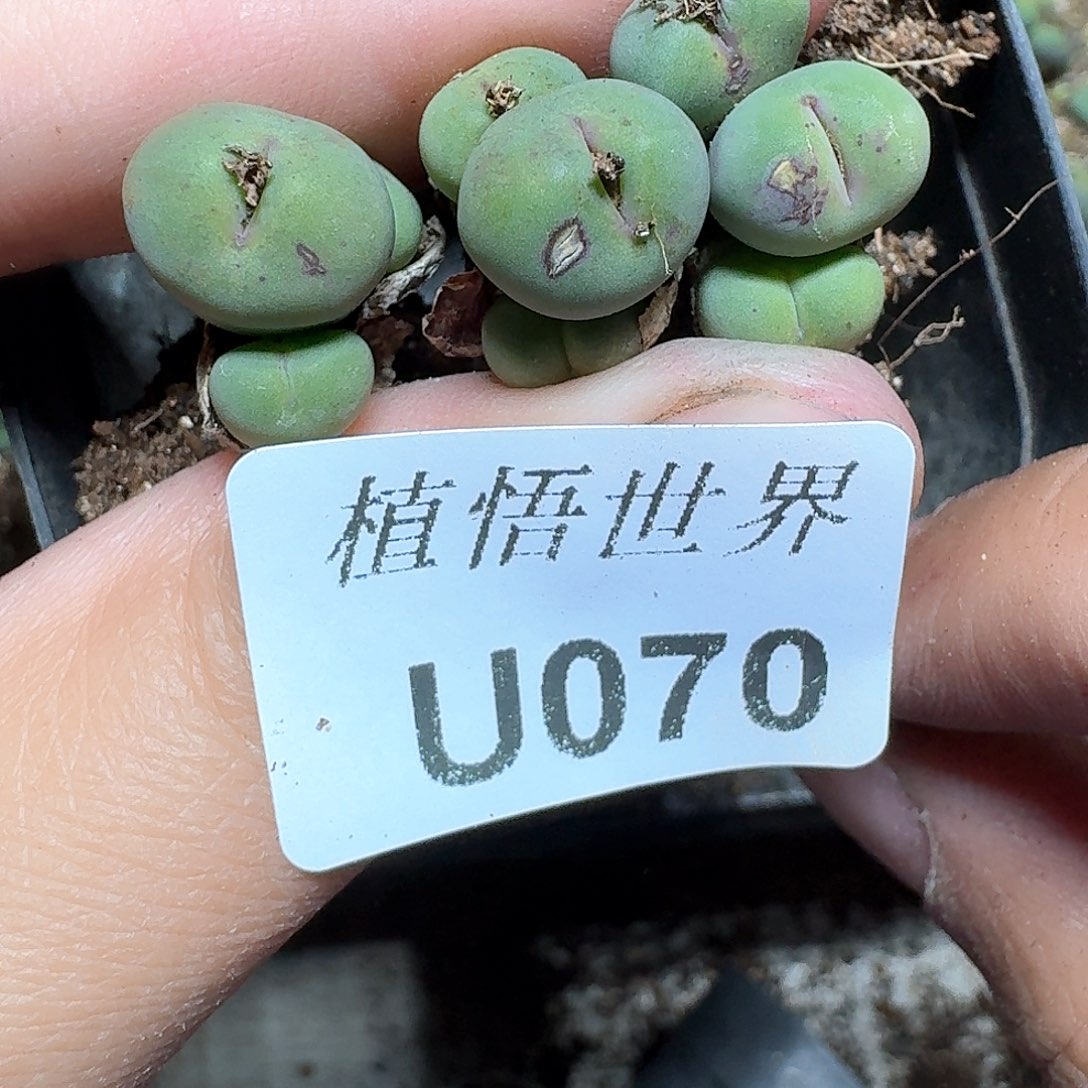 070号多肉植物哇f g g