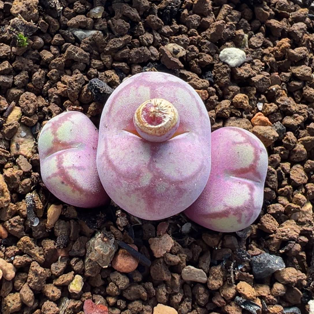 八重亘基多肉植物盆栽植物