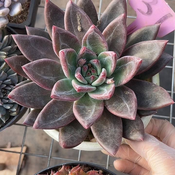 两单包邮，一物一拍，31圣徒