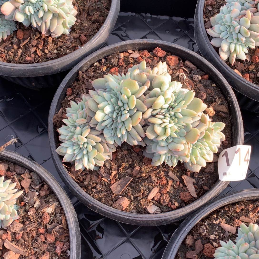 114橙子缀多肉植物