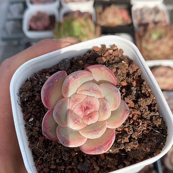 多肉植物一物一拍0253