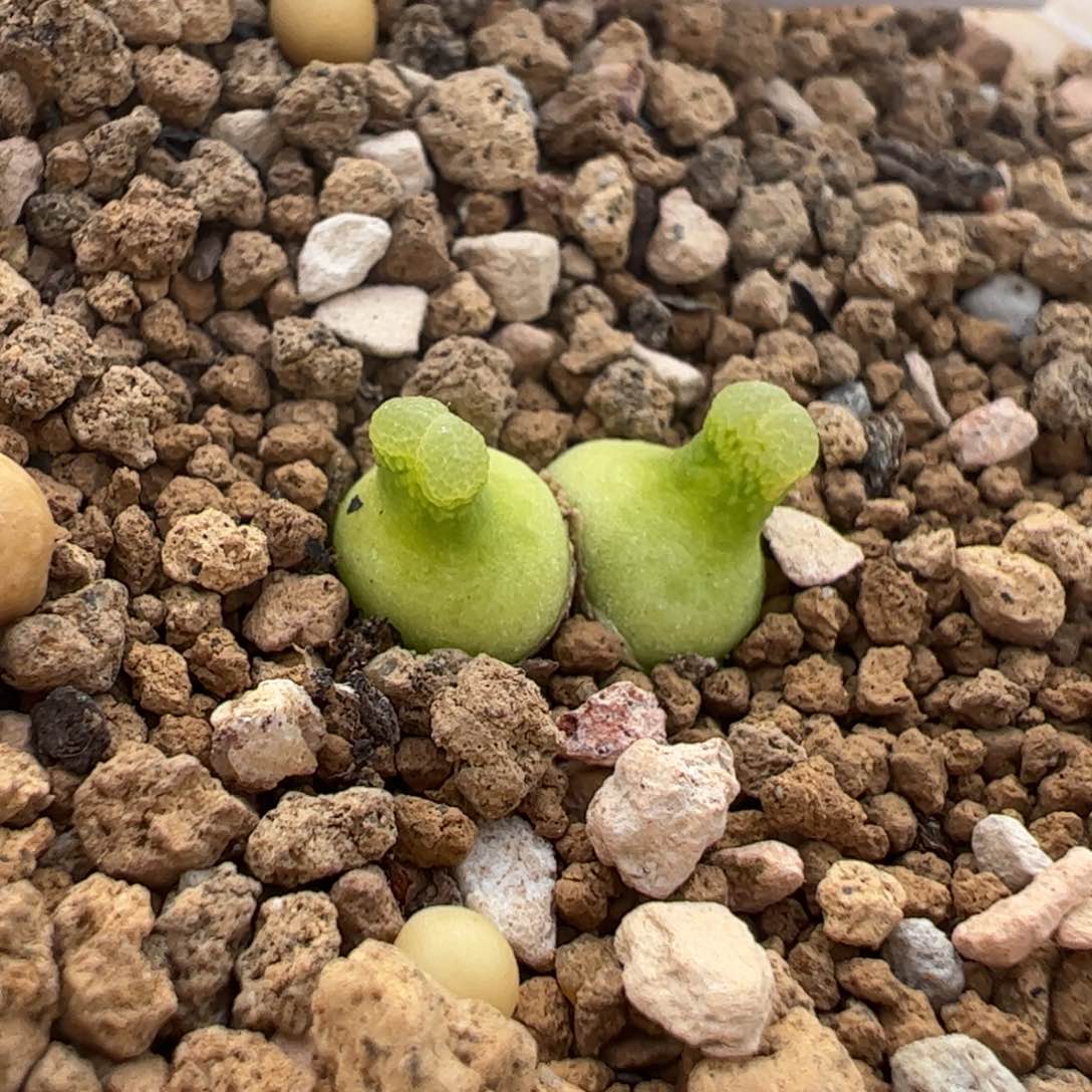 多肉植物百科母本葫芦