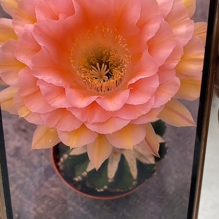 彩草梦幻侧芽5公分左右