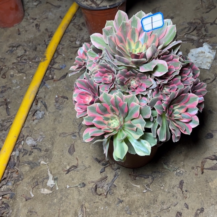 多肉植物粉女妖法师1