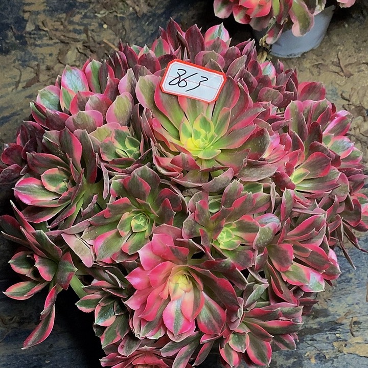 布加迪老桩捧花福利的863好