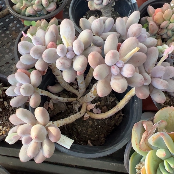 汤圆多肉植物炖肉植物