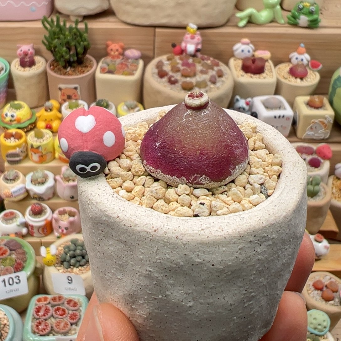 多肉植物115号灯泡