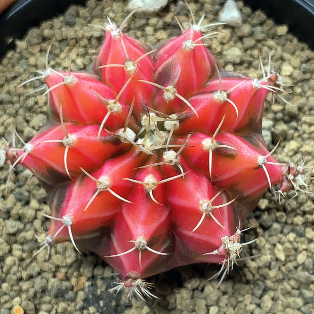 泰系名品侧芽，水蜜桃