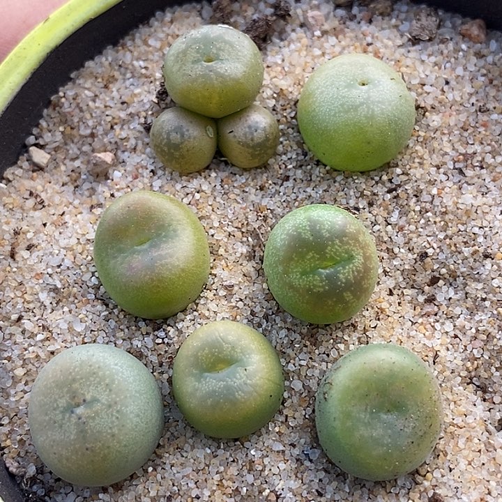 小*7547一组拉登杂交      