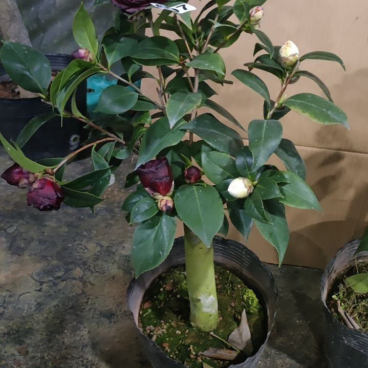 697墨川，白虎，原盆原土发货