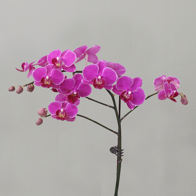蝴蝶兰【小红花】带花发货前台客厅办公室美化装饰