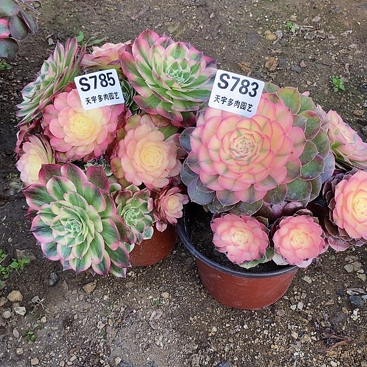 多肉植物套餐783。785