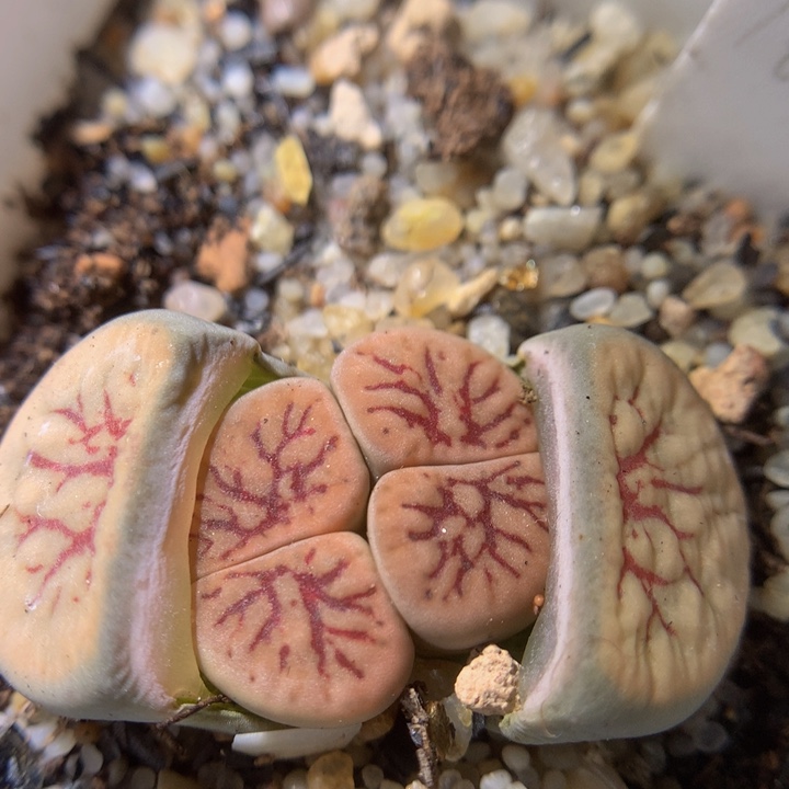 精品生石花313.398