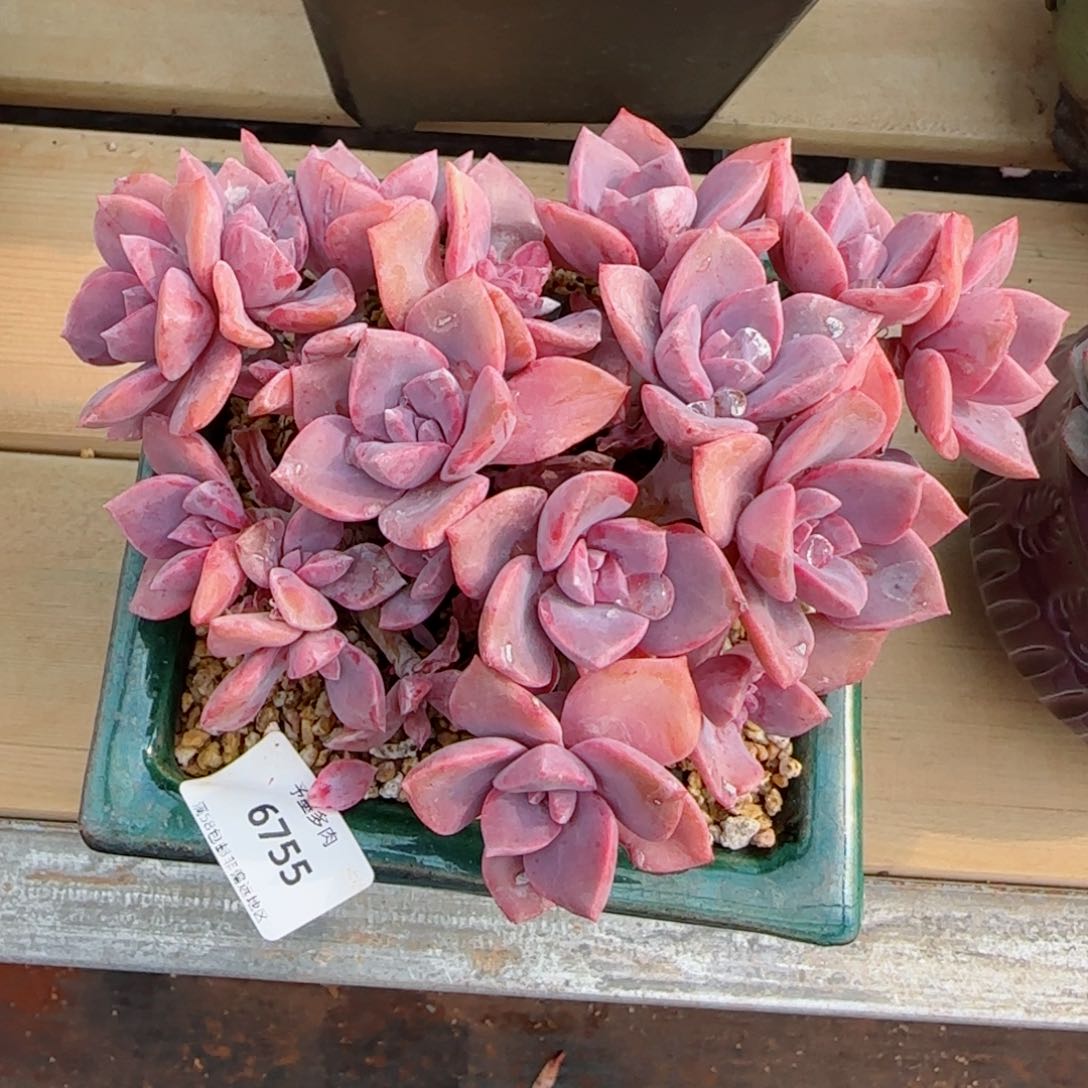 彩虹糖，6755多肉植物