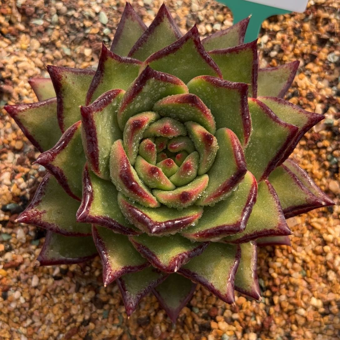 多肉一物一拍0304-171