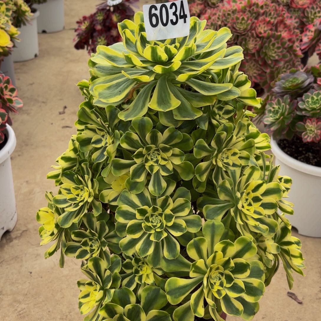 快***姐无花朵6034白兰地111111