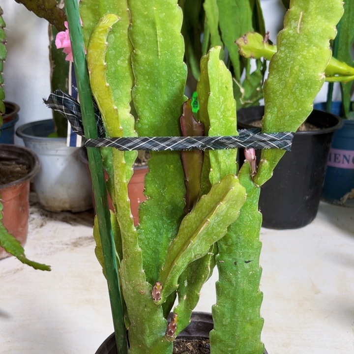 当前无花栽培后可以开花028