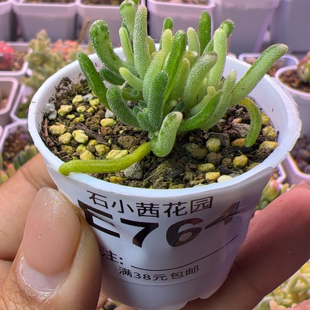  764多肉植物枝干荧光兔阴阳拉丝