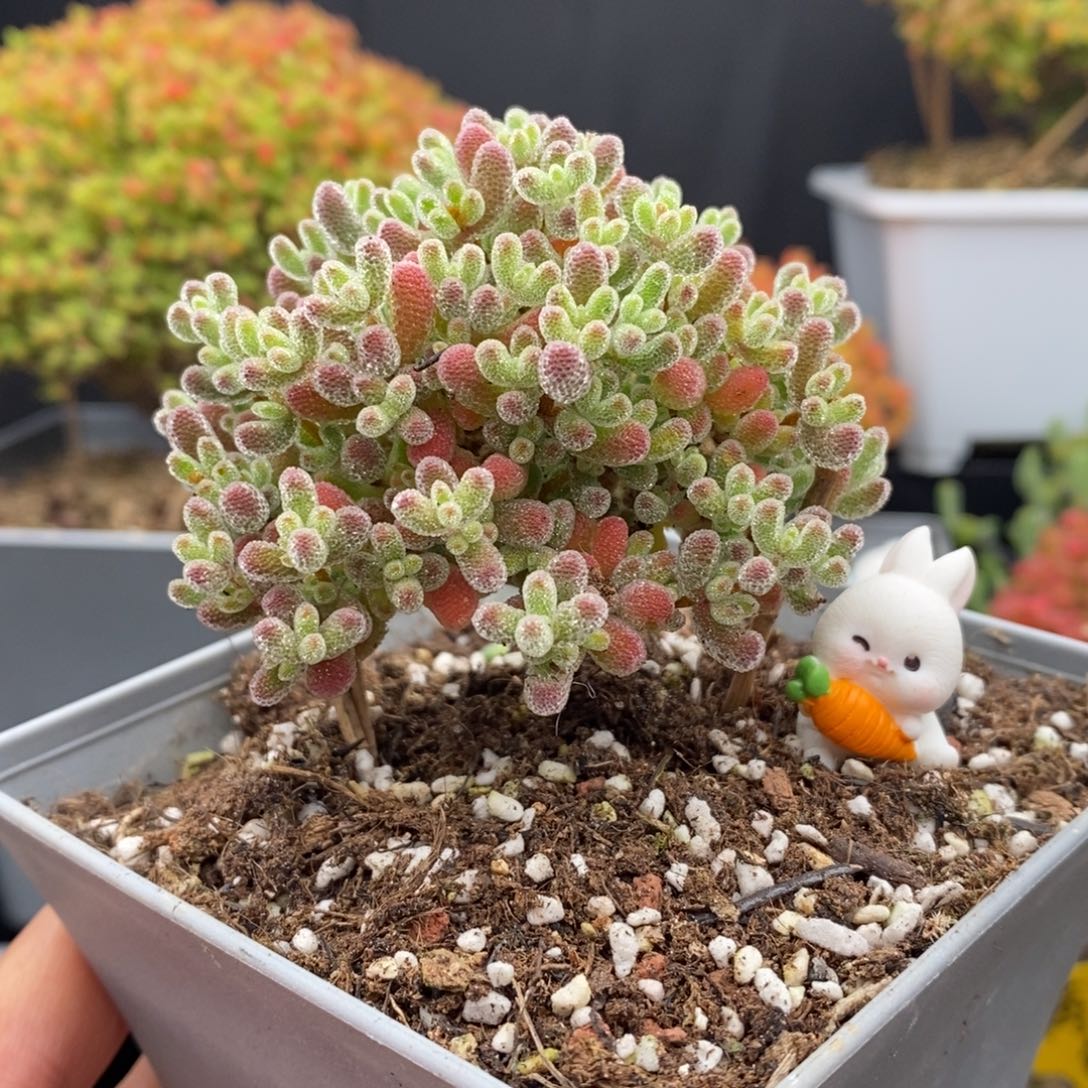 无花朵12号实生冰晶（直杆）