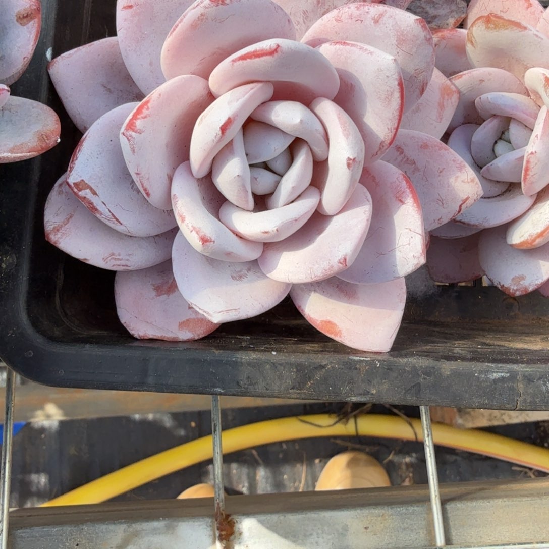 小***-无花朵肉肉肉肉肉肉肉肉肉肉