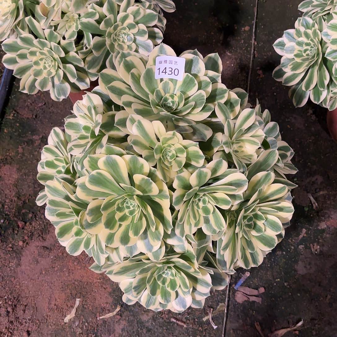 多肉法师芳华1430