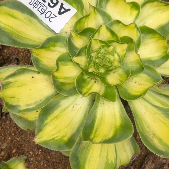 多肉植物679不售后