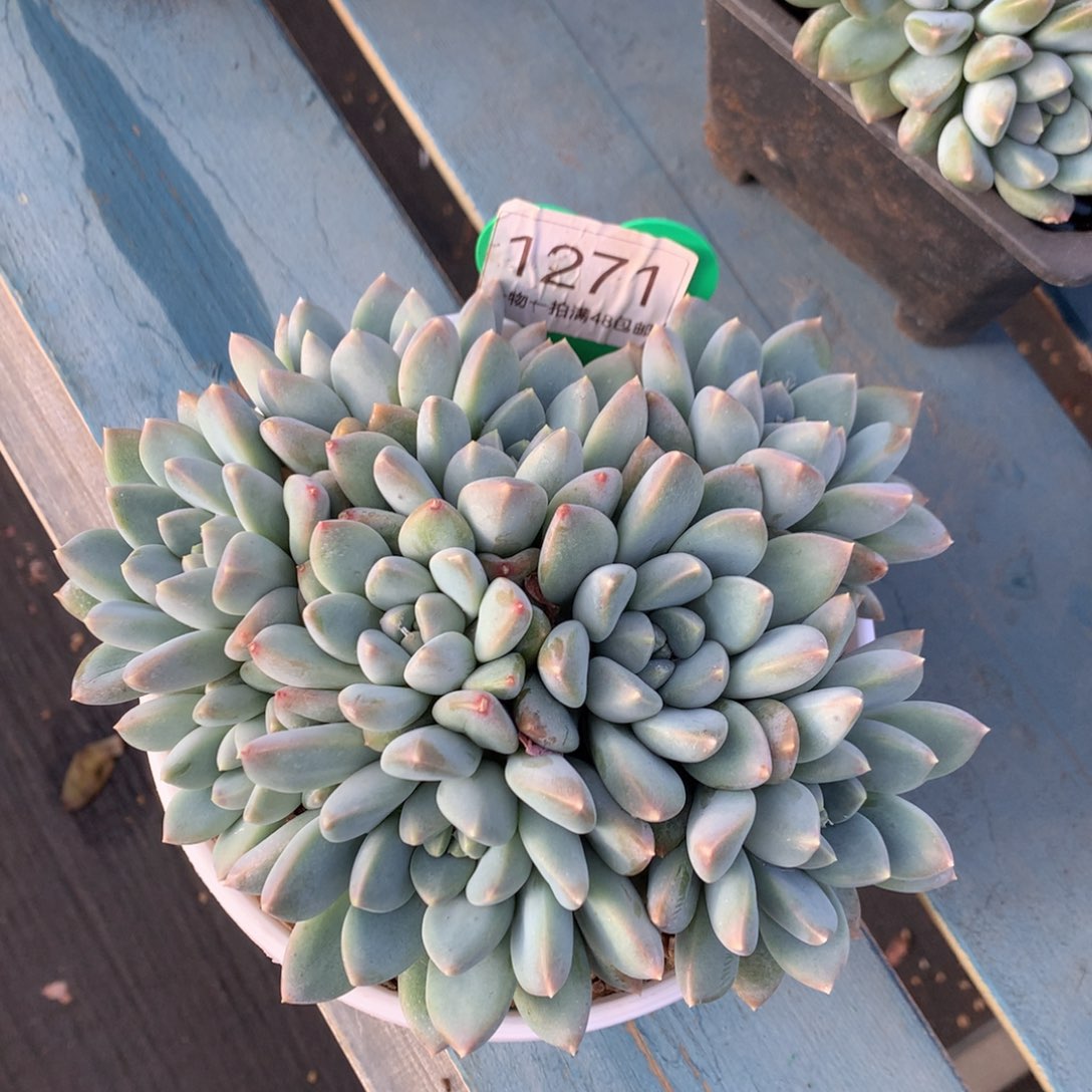 白***舞宽叶奶糖无砍平头1271