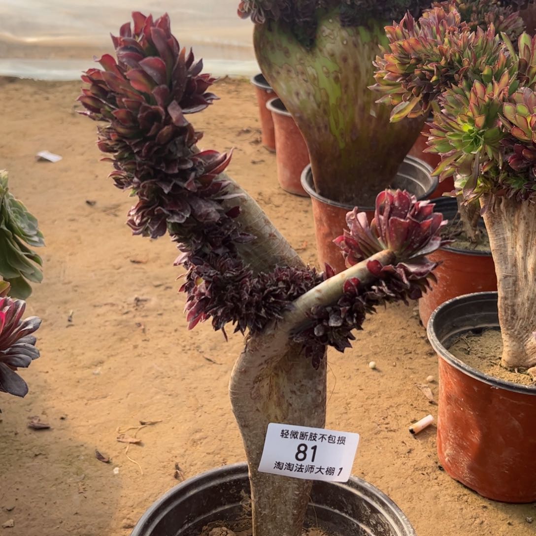 81黑法师缀化多肉植物法师