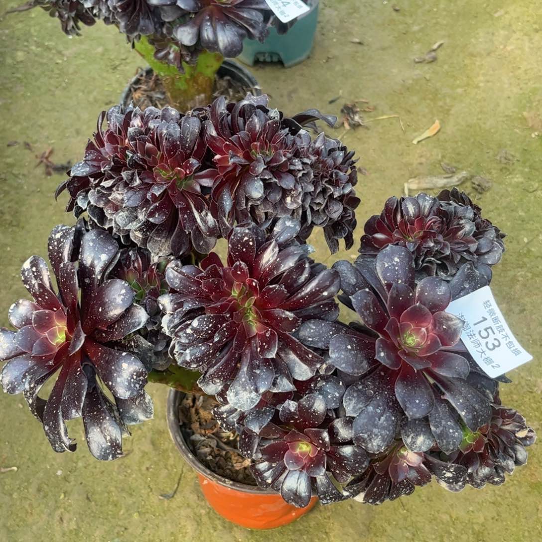 153欧紫缀化多肉植物法师