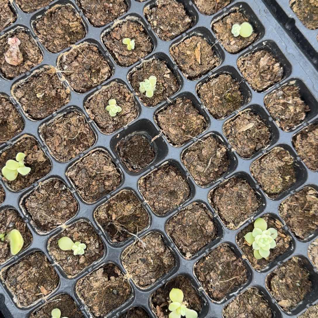 粉财富穴1个满25包邮