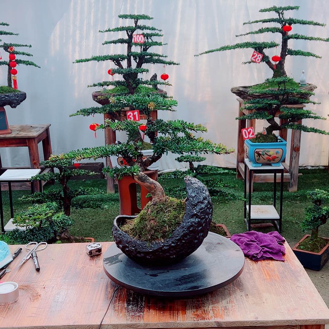 罗汉松小老桩红芽罗汉松