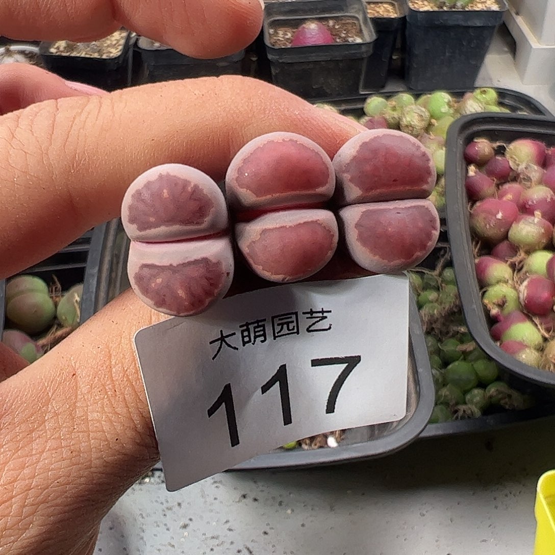 一物一拍。     117