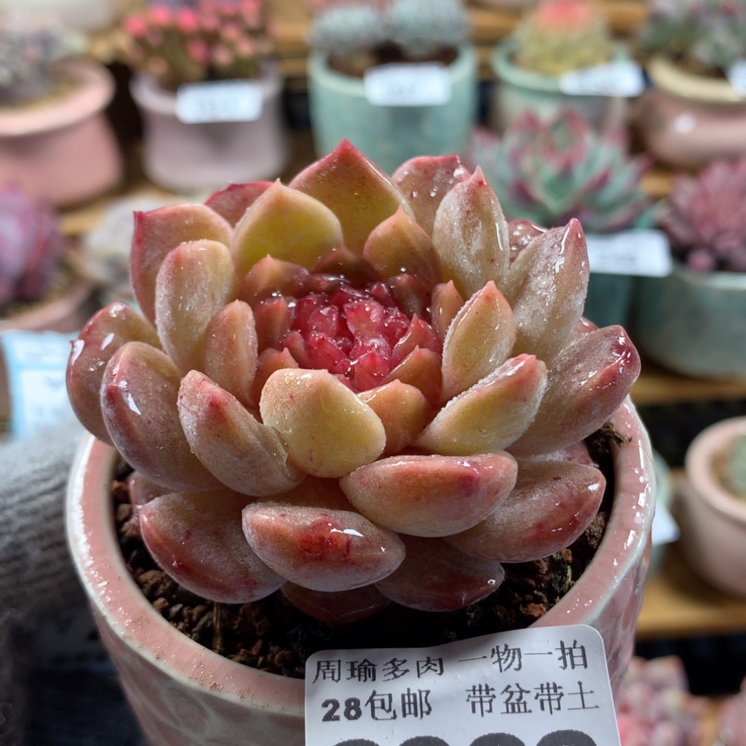 5厘米盆精控多肉6066