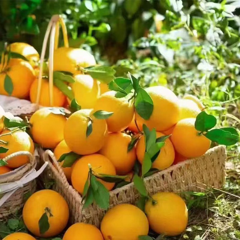 正宗赣南脐橙新鲜橙子当季水果手剥果冻橙子冰糖甜橙大果整箱包邮