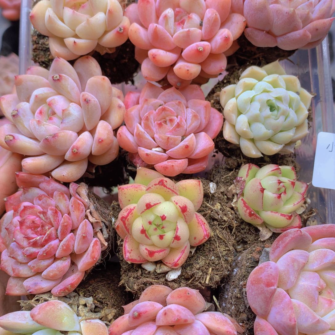 我也想要这样一个044