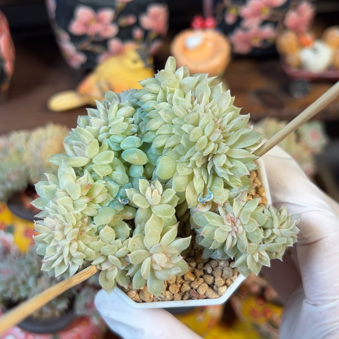 新年快乐 新年快乐