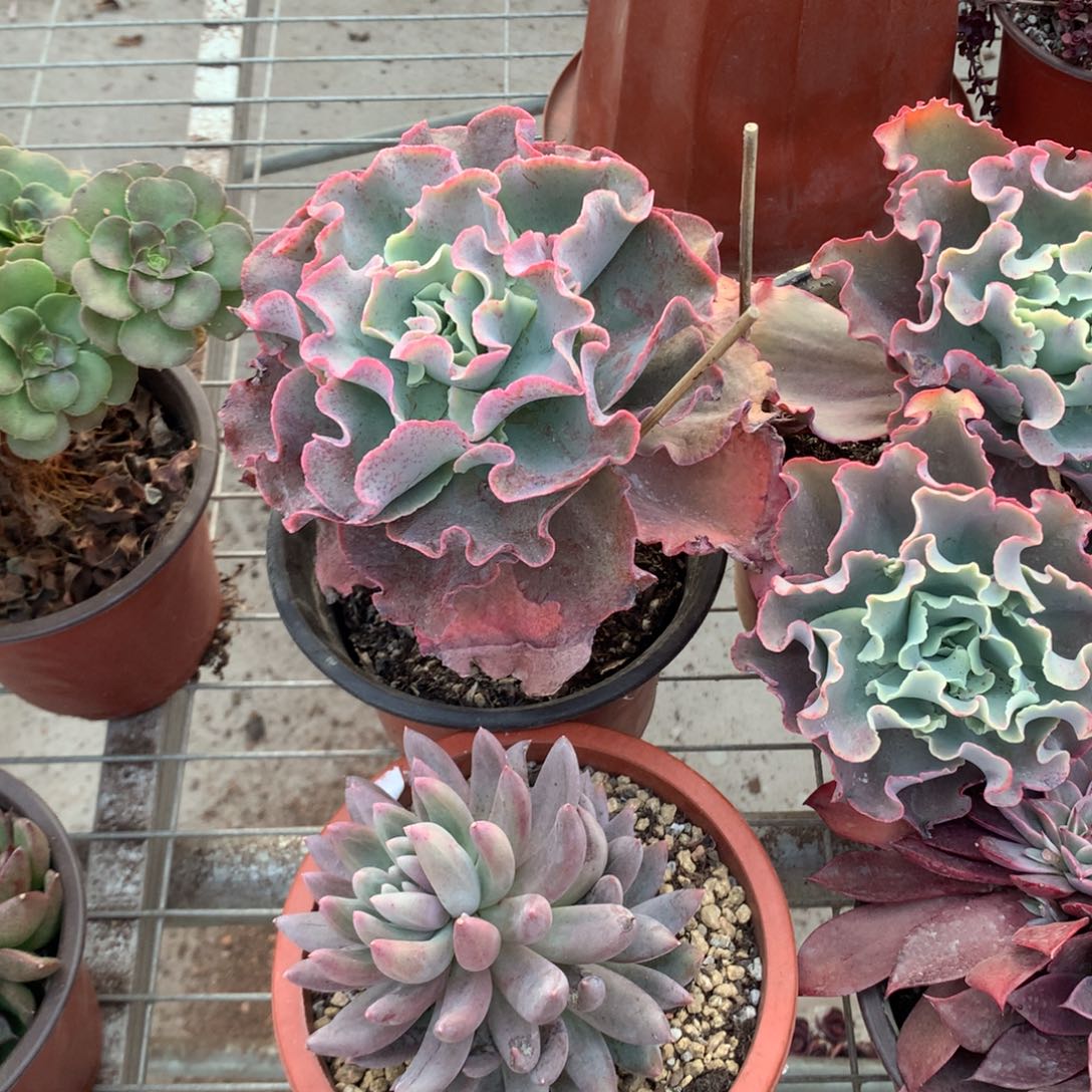 浅高砂之翁多肉植物